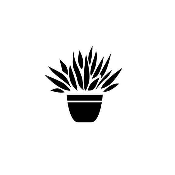 Agave